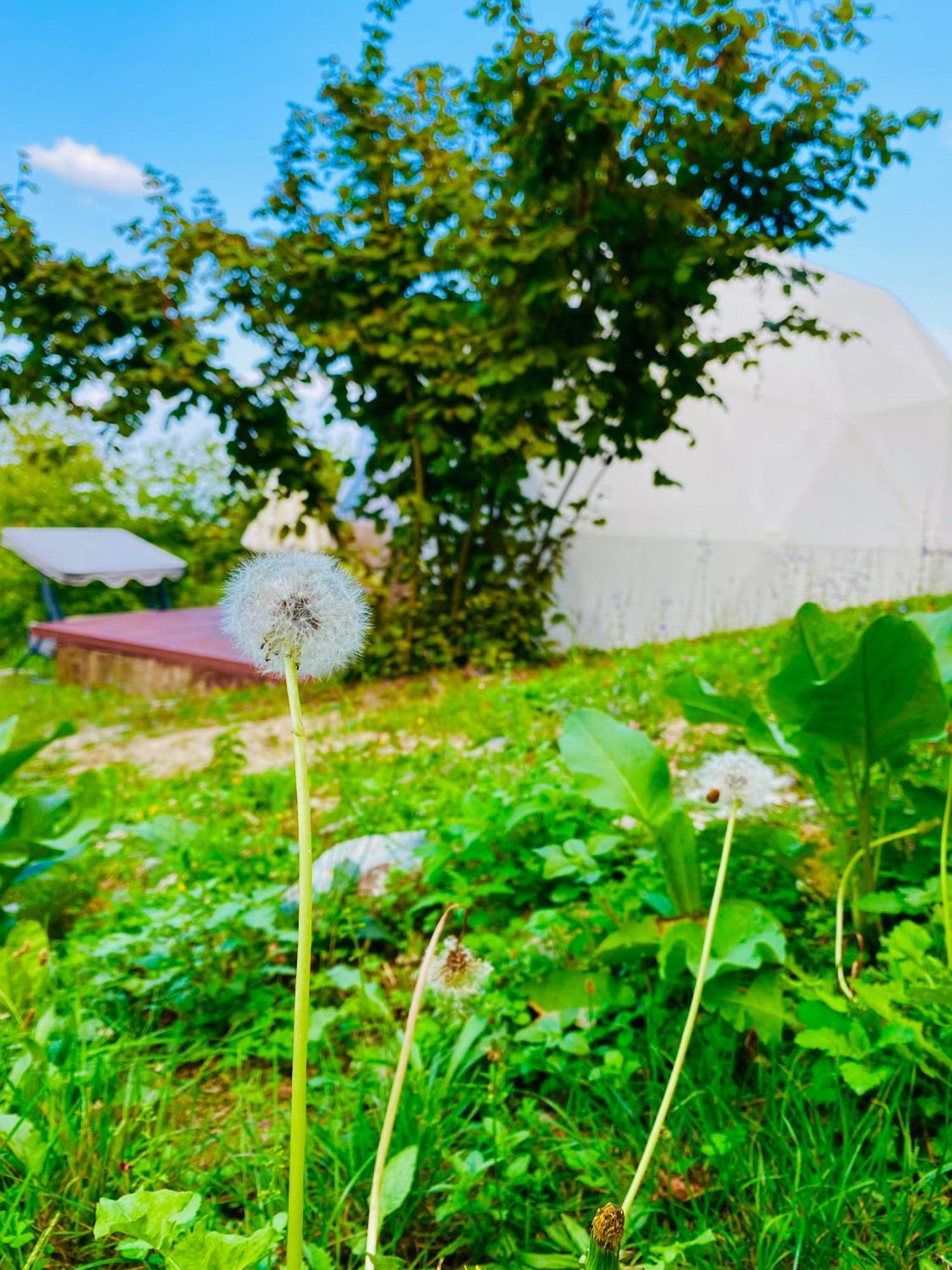 Phalesia Glamping Otel サパンジャ エクステリア 写真